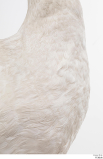 Mute swan chest neck 0001.jpg